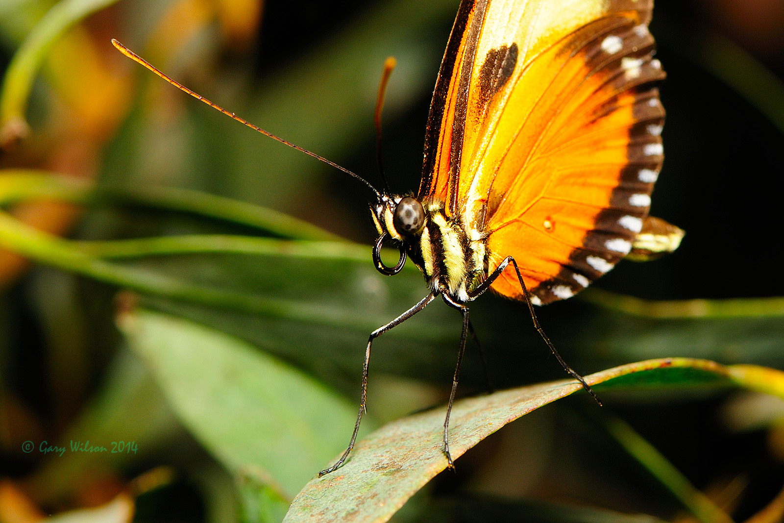 Closeup of Numata Longwing at Butterfly Wonderland