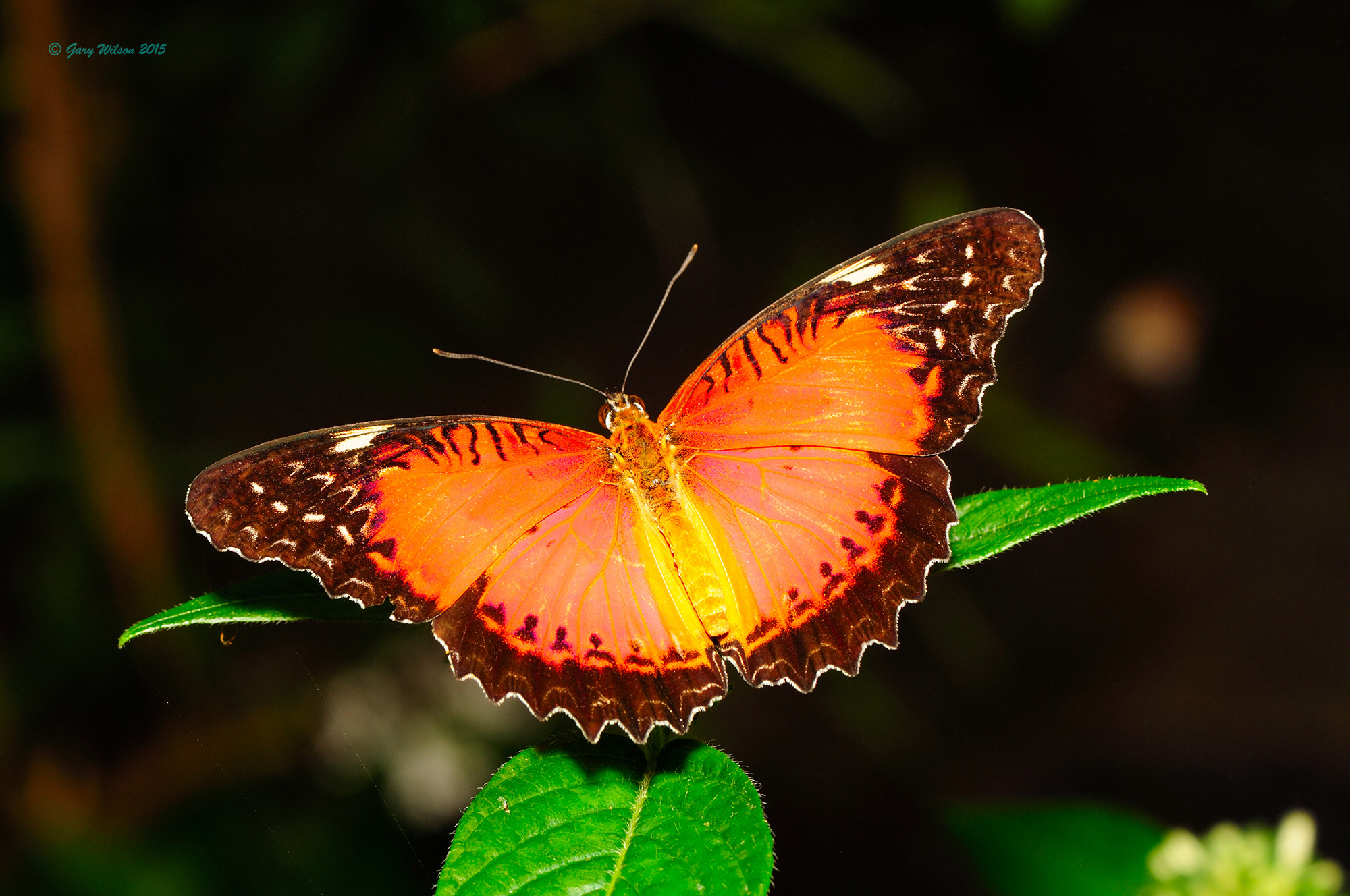 Red Lacewing at Butterfly Wonderland