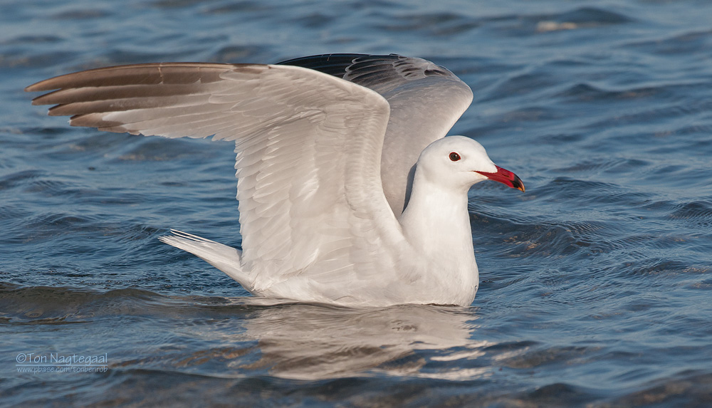 Audouins Meeuw - Audouins Gull - Larus audoninii