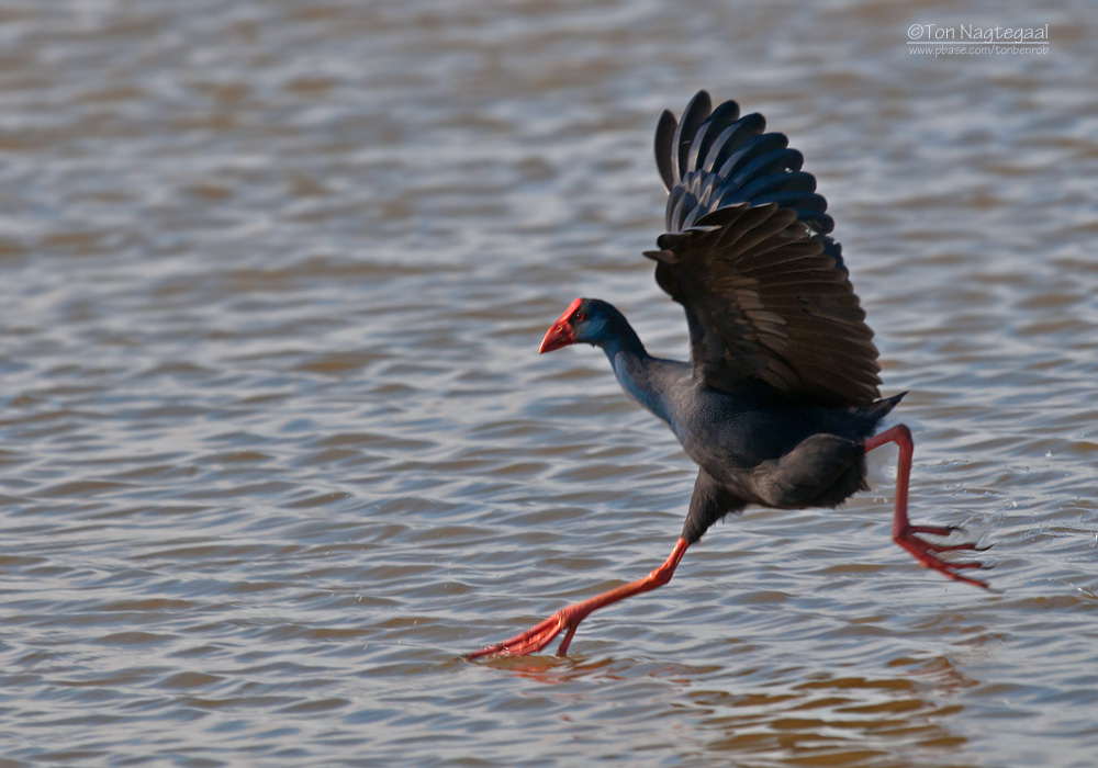 Purperkoet - Purple Swamphen - Porphyrio porphyrio