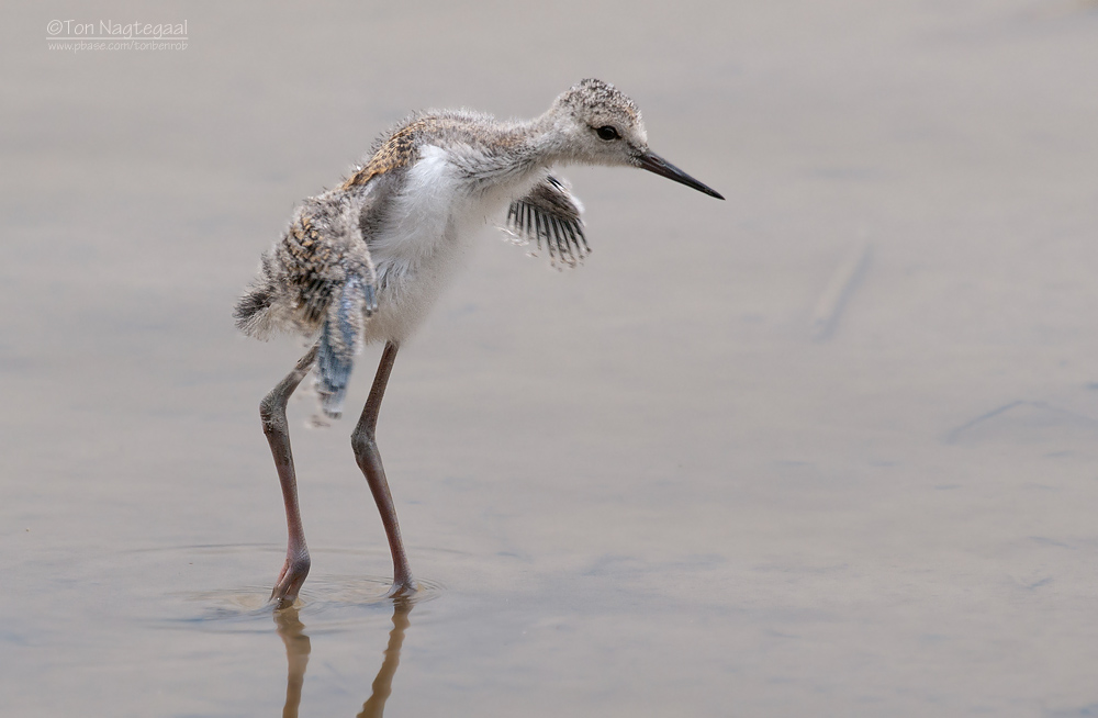 Steltkluut - Blackwinged stilt - Himantopus Homantopus