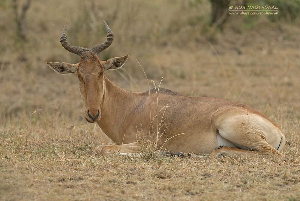 Cokes Hartebeest - CokesHartenbeest - Alcelaphus buselaphus cokii