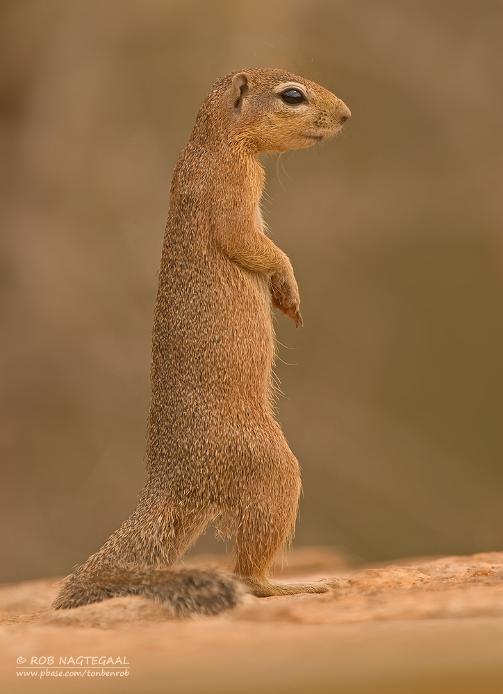 Afrikaanse Grondeekhoorn - Unstriped Ground Squirrel - Xerus rutilus