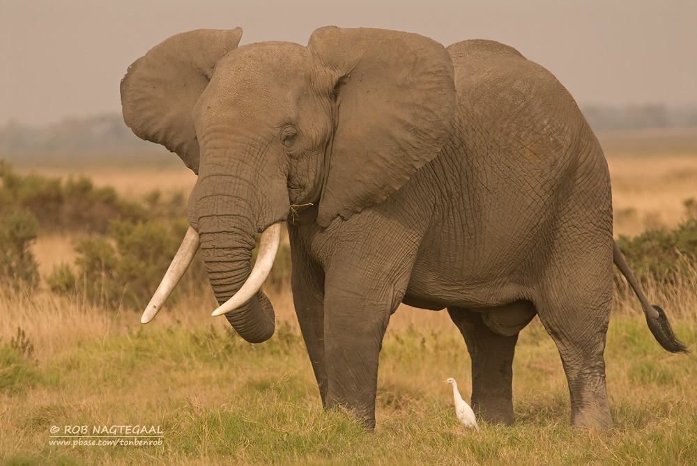 Afrikaanse Savanne olifant - African bush elephant - Loxodonta africana