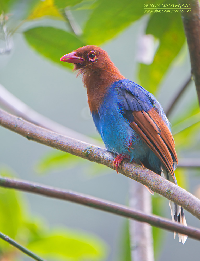 Blauwe Kitta - Sri Lanka Blue-Magpie - Urocissa ornata