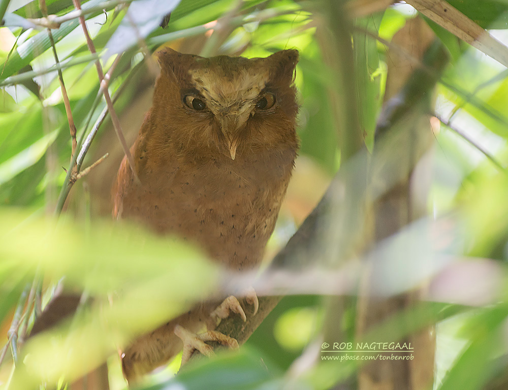 Serendipdwergooruil - Serendib Scops-Owl - Otus thilohoffmanni