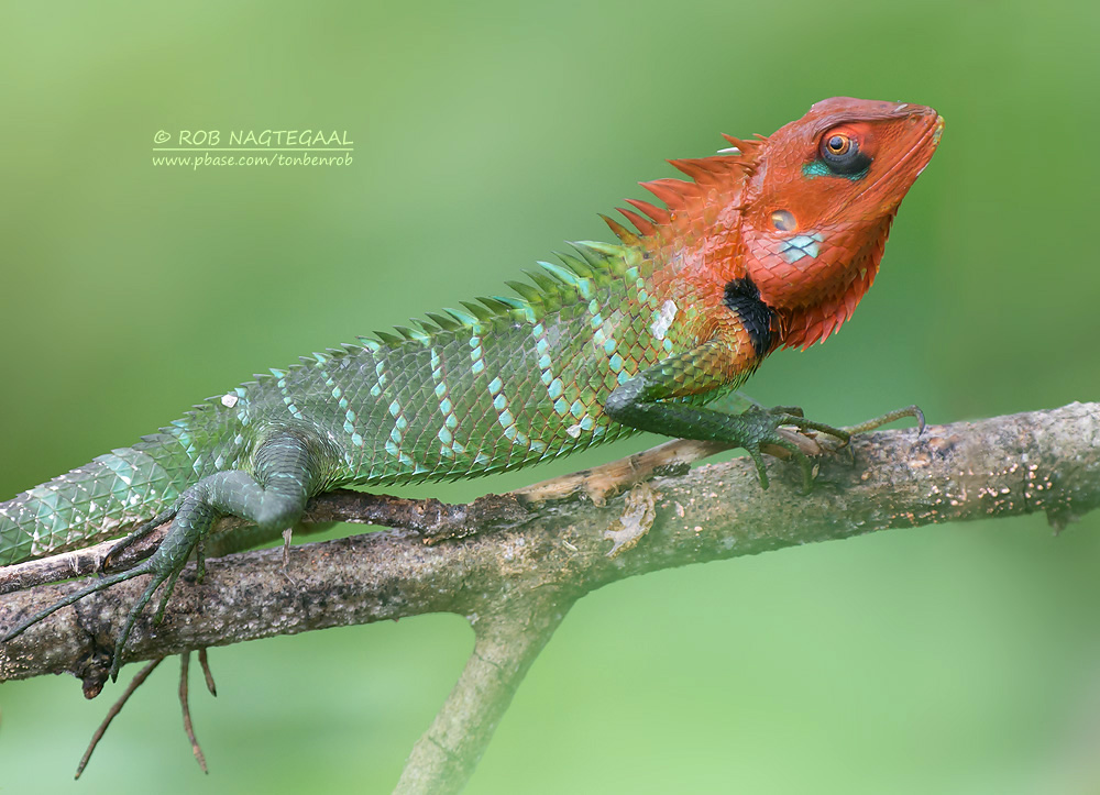 Groene Bos Hagedis - Common Green Forest Lizard - Calotes calotes
