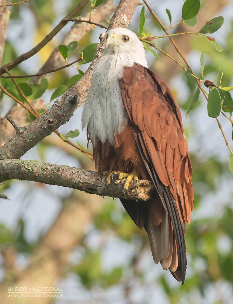 Brahmaanse wouw - Brahminy Kite - Haliastur indus
