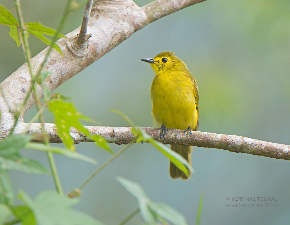 Goudbrauwbuulbuul - Yellow-browed Bulbul - Iole indica
