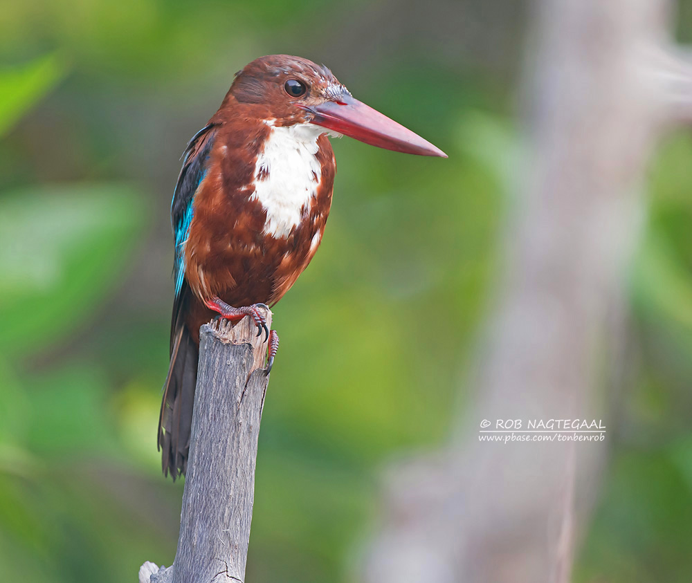 Smyrna ijsvogel - White-throated Kingfisher - Halcyon smyrmensis