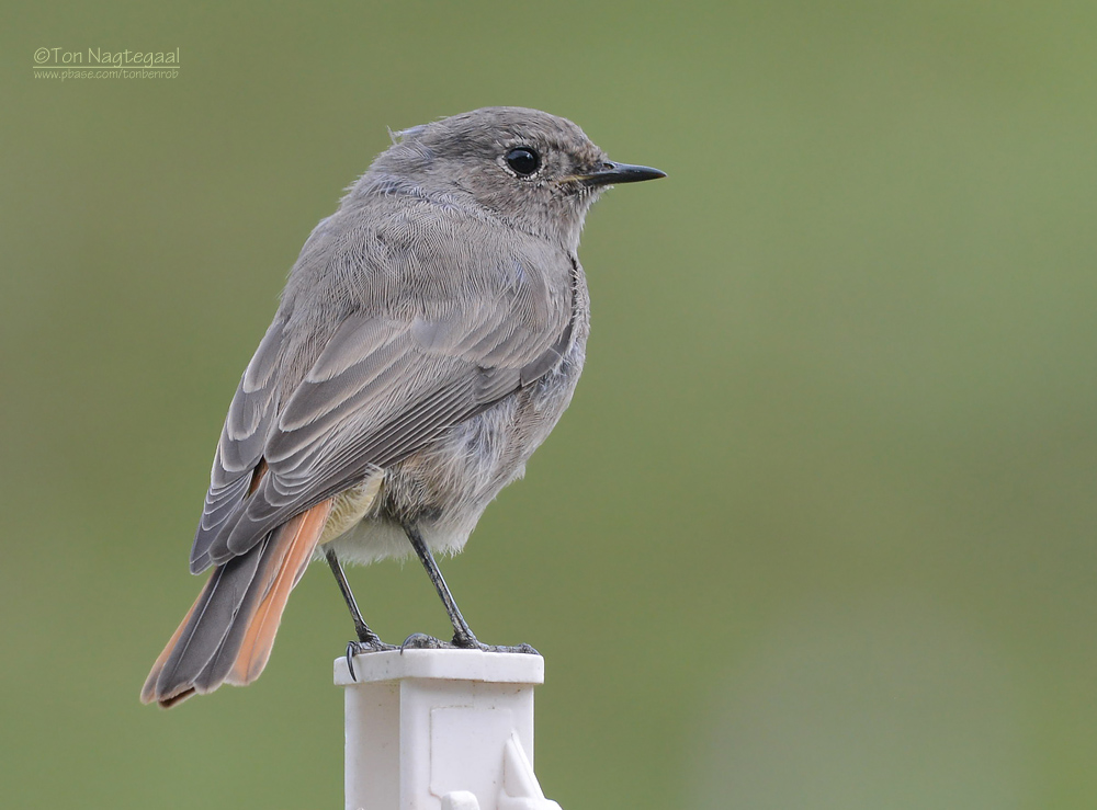 Zwarte Roodstaart - Black Redstart - Phoenicurus ochruros