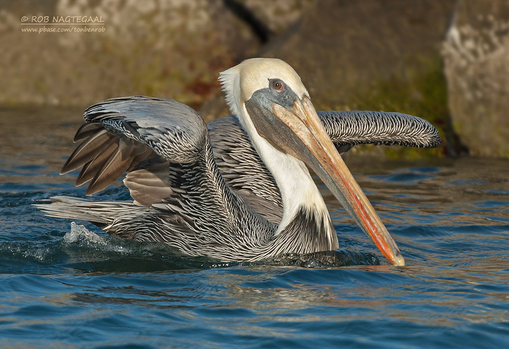 Bruine Pelikaan - Brown Pelican - Pelecanus occidentalis