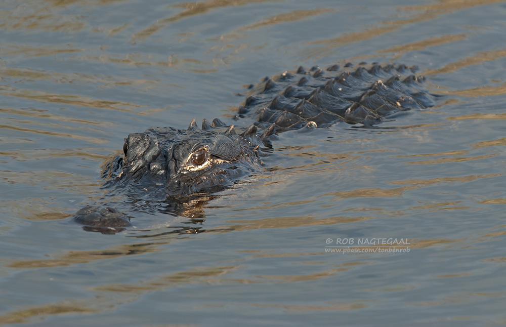 Amerikaanse alligator - American Alligator - Alligator mississippiensis