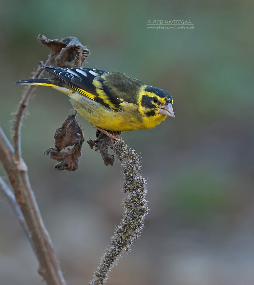 Himalaja-groenling - Yellow-breasted Greenfinch - Carduelis spinoides