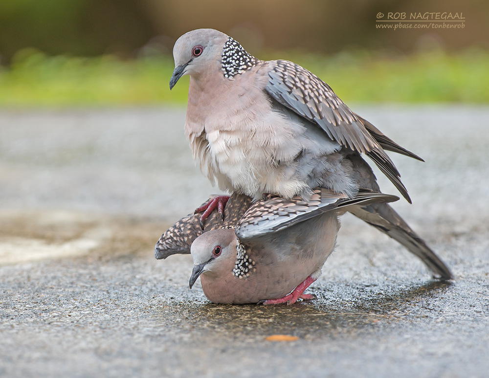 Parelhalstortel - Spotted Dove - Streptopelia orientalis