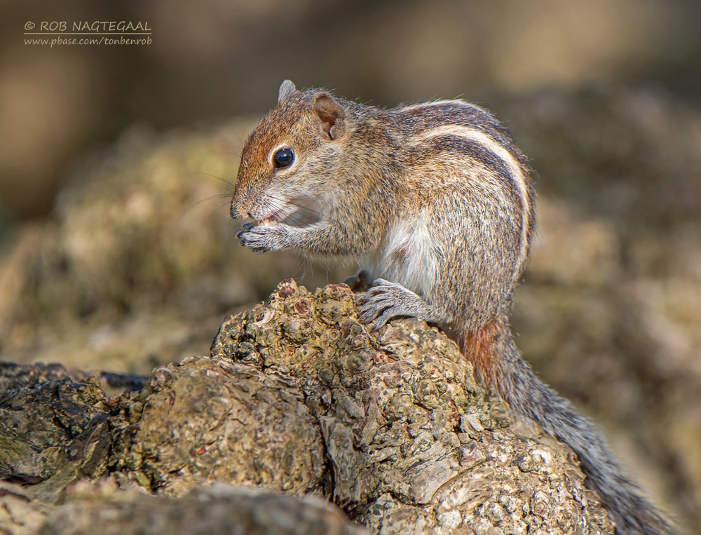 Indiase Palm Eekhoorn - Indian Palm Squirrel - Funambulus palmarum