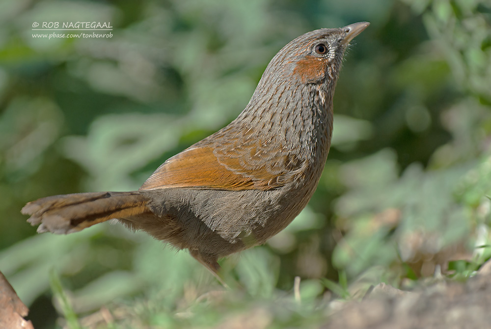 Borstellijstergaai - Streaked Laughingthrush  - Garrulax lineatus