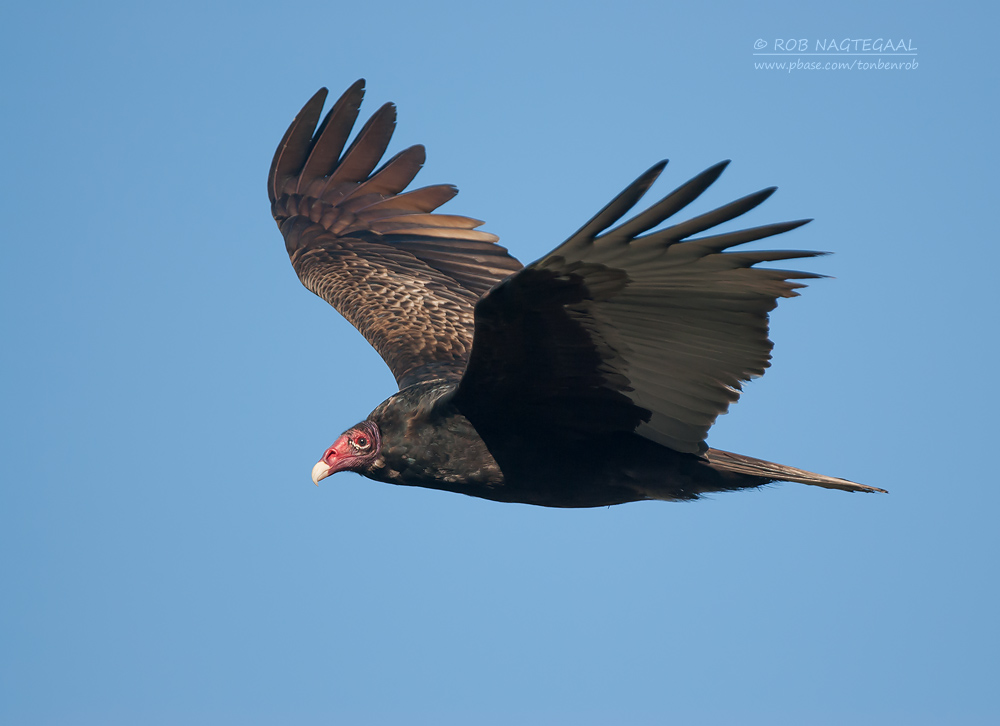 Kalkoengier - Turkey Vulture - Cathartes aura
