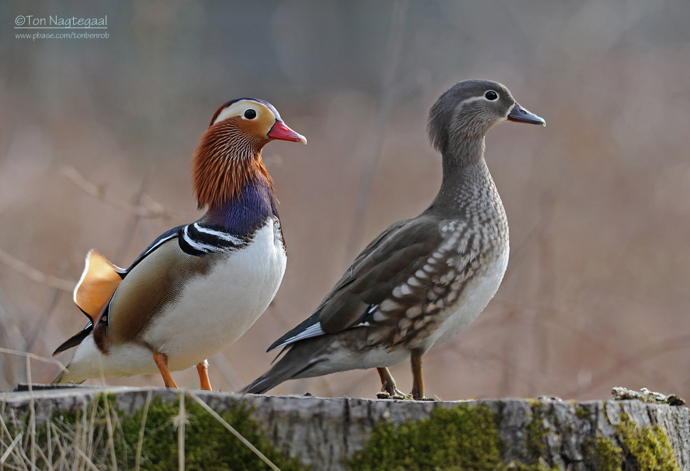 Mandarijneend - Manderin duck - Aix galericulata