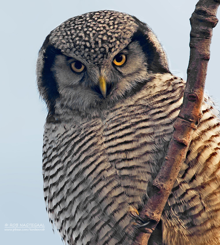 Sperweruil - Northern hawk owl - Surnia ulula