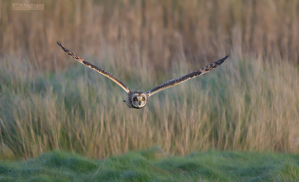 Velduil - Short-eared Owl - Asio flammeus