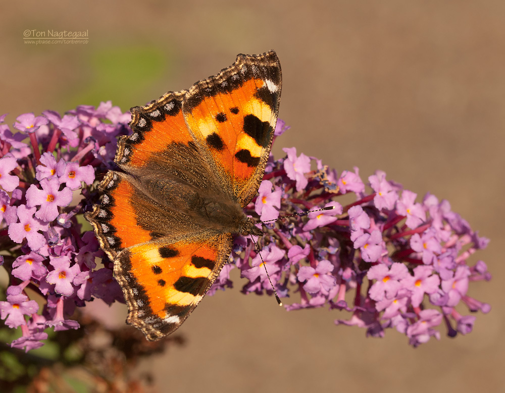 Kleine Vos - Small Tortoiseshell - Aqlais urtica