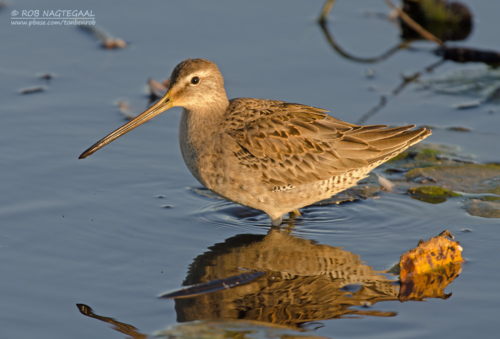 Grote Grijze Snip - Long-billed Dowitcher - Limnodromus scolopaceus