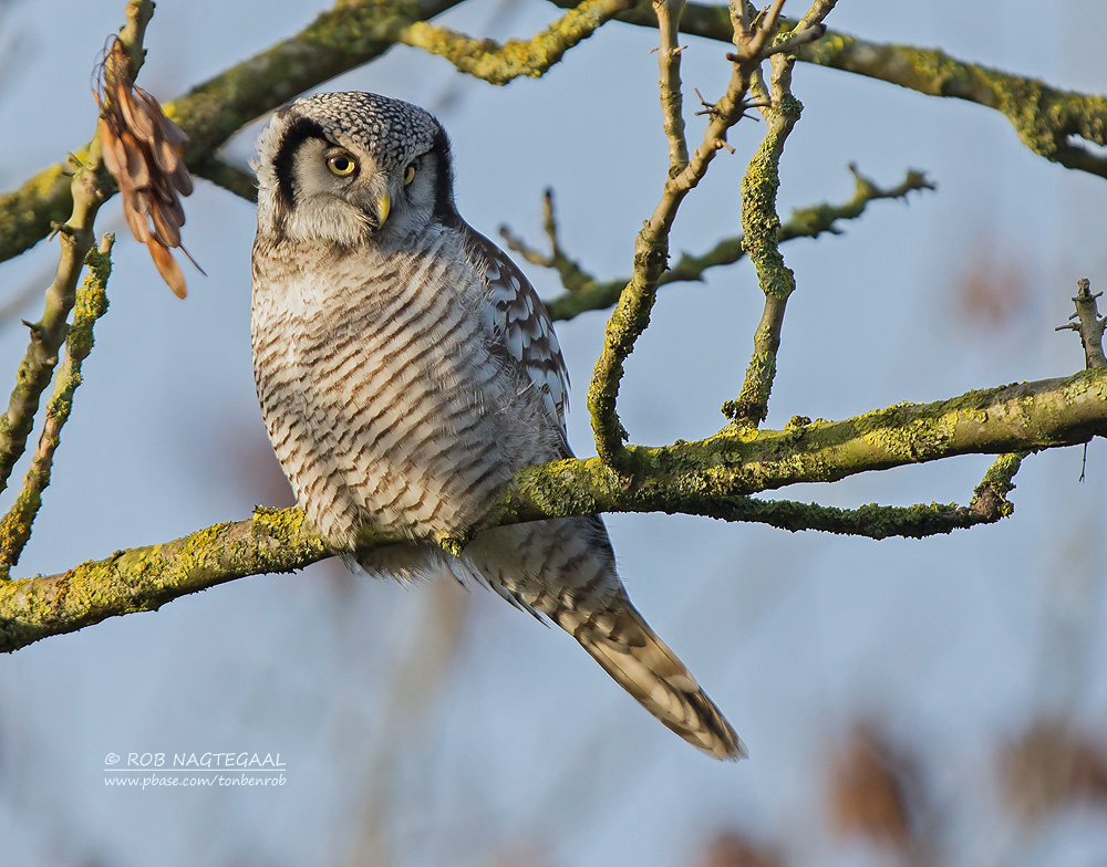 Sperweruil - Northern hawk owl - Surnia ulula