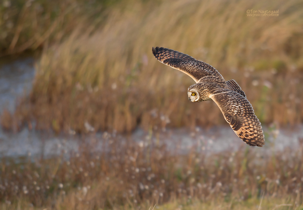 Velduil - Short-eared Owl - Asio flammeus