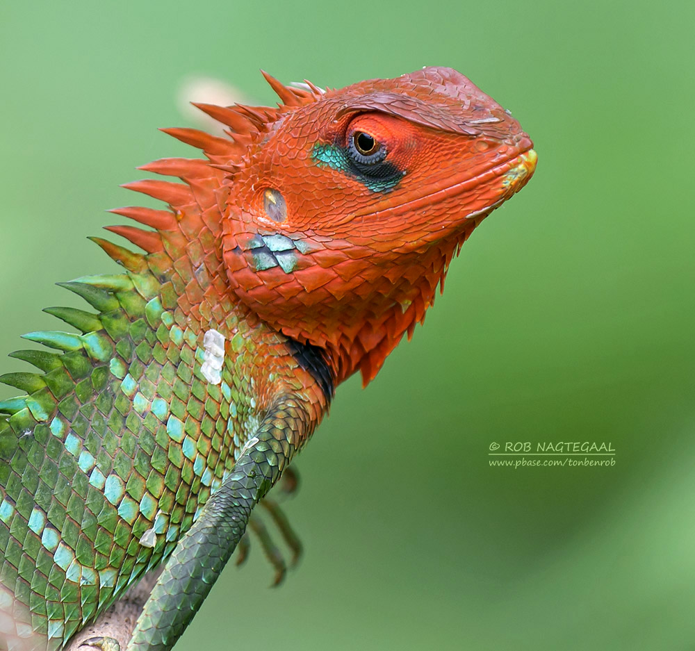Groene Bos Hagedis - Common Green Forest Lizard - Calotes calotes