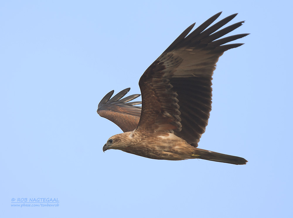 Brahmaanse wouw - Brahminy Kite - Haliastur indus