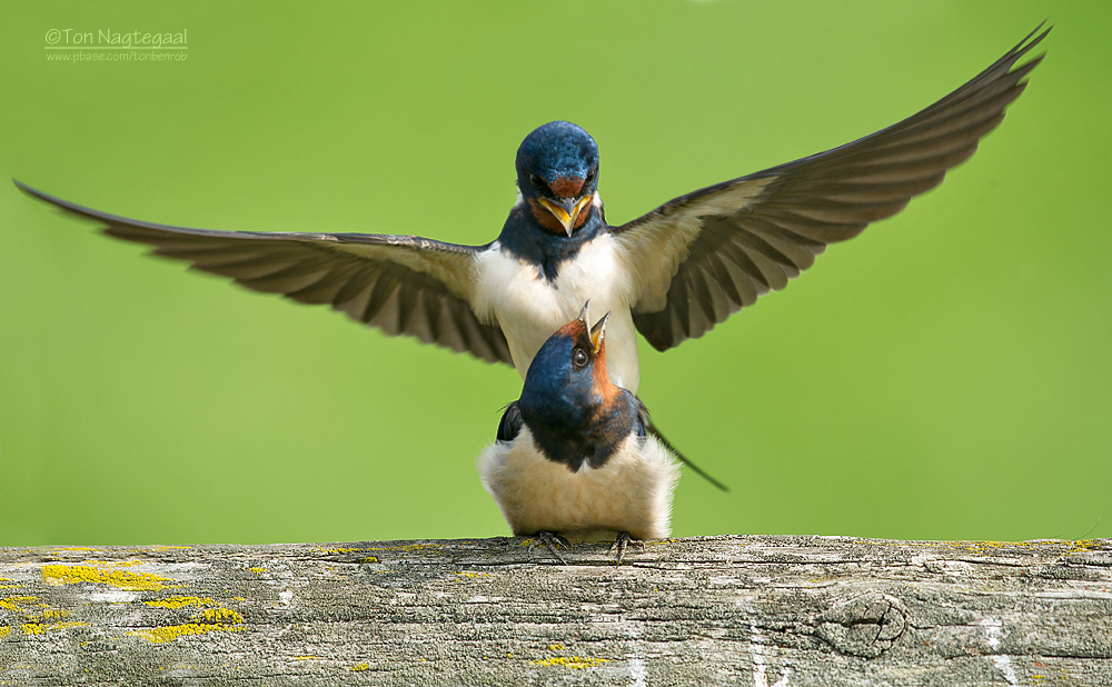 Boerenzwaluw - Barn swallow - Hirundo rustica