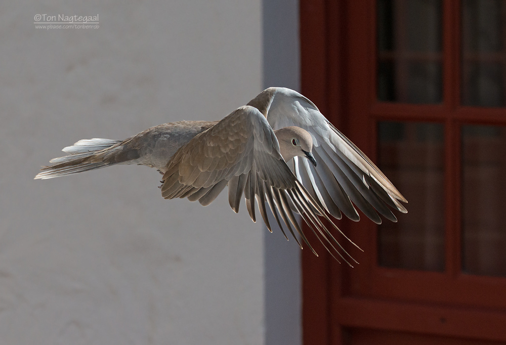 Turksetortel - Collared dove - Streptopelia decaocto