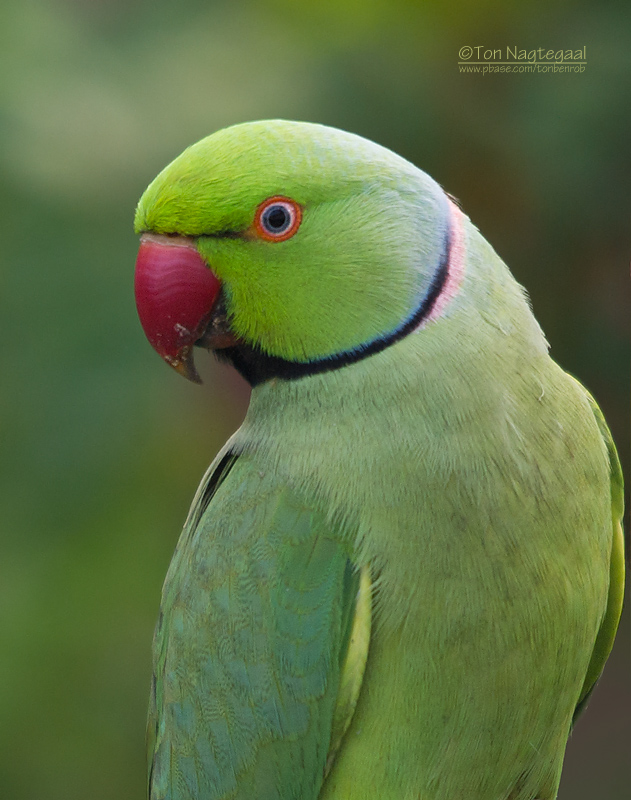 Halsbandparkiet - Ring-Necked Parakeet - Psittacula krameri