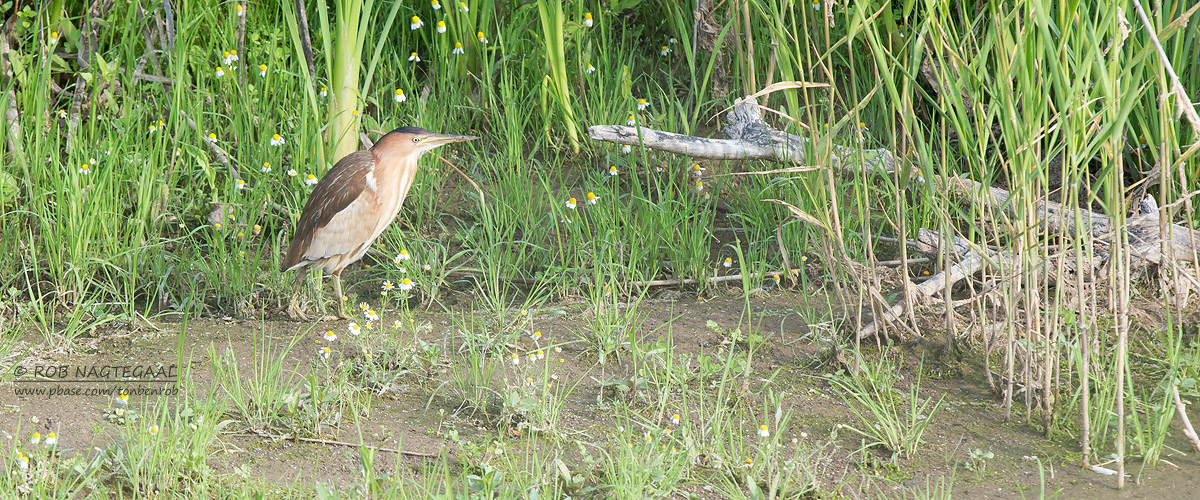 Woudaap - Little Bittern - Ixobrychus minutus