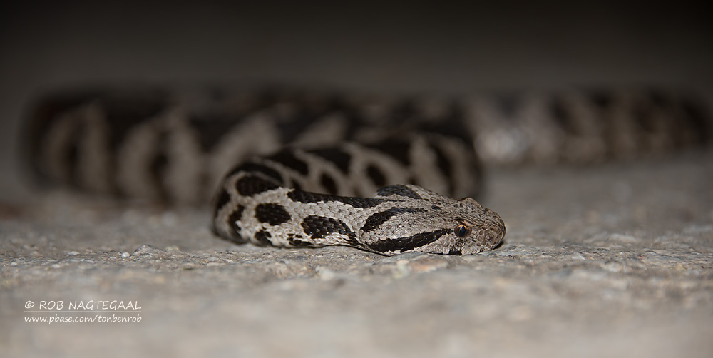  Klein-aziatische Adder - Ottoman Viper - Montivipera xanthina 