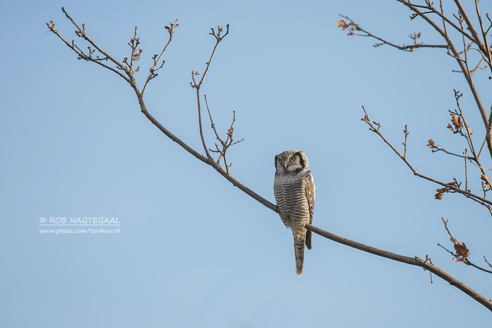 Sperweruil - Northern hawk owl - Surnia ulula