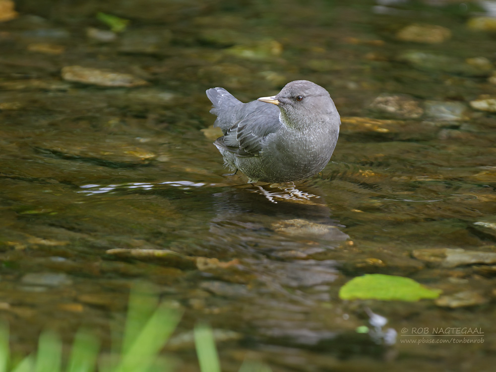 Noord-Amerikaanse Waterspreeuw - American Dipper - Cinclus mexicanus