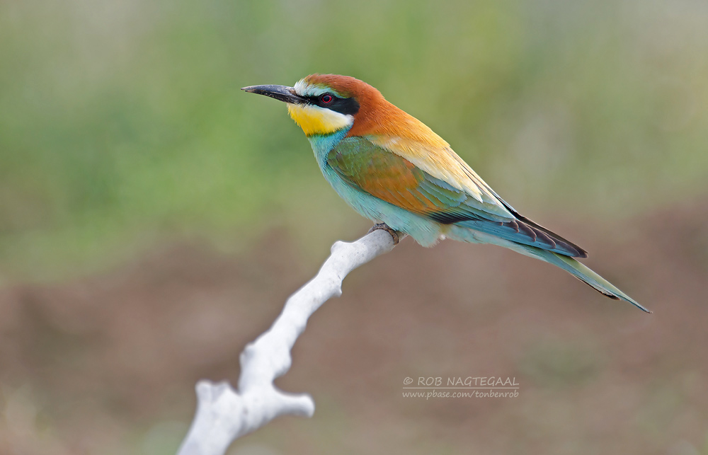 Europese Bijeneter - European Bee-eater - Merops apiaster
