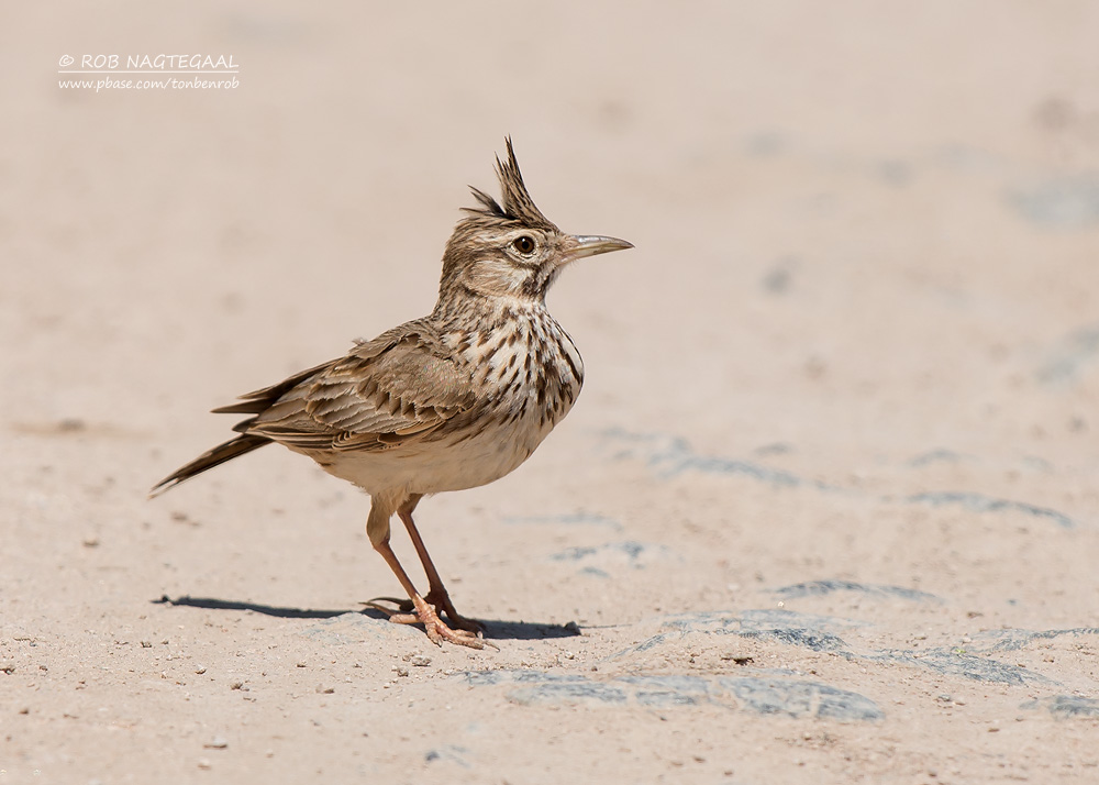 Kuifleeuwerik - Crested lark - Galerida cristata