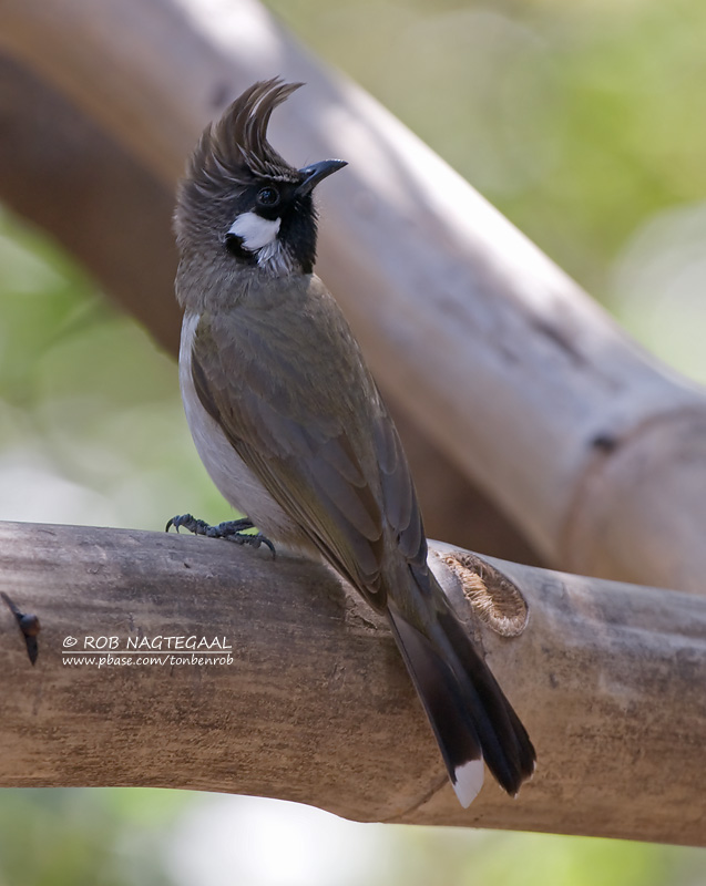 Witwang buulbuul - Himalayan Bulbul - Pycnonotus leucogenys