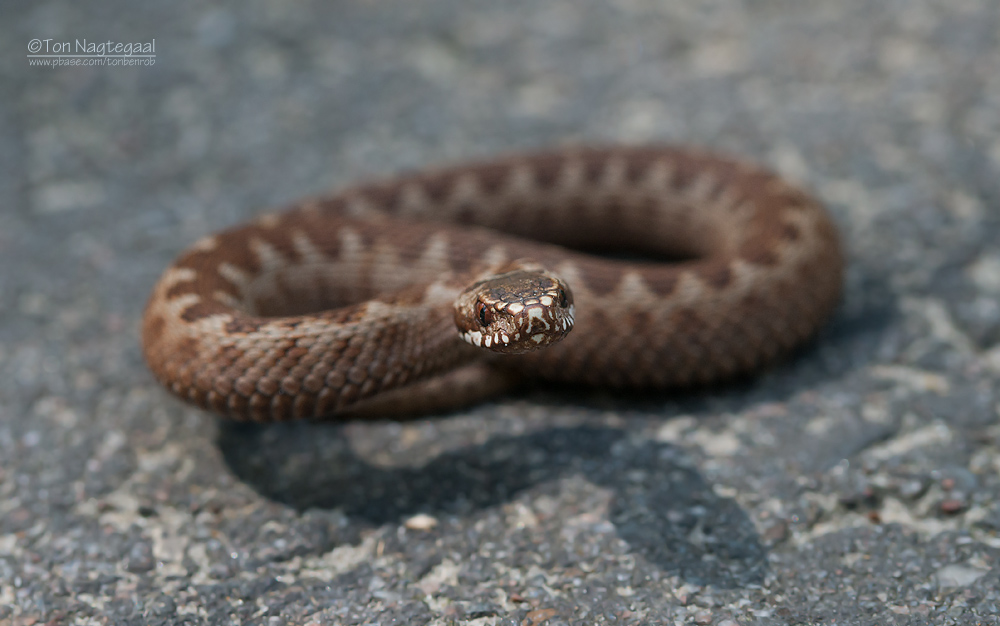 Adder - Common European Adder - Vipera berus