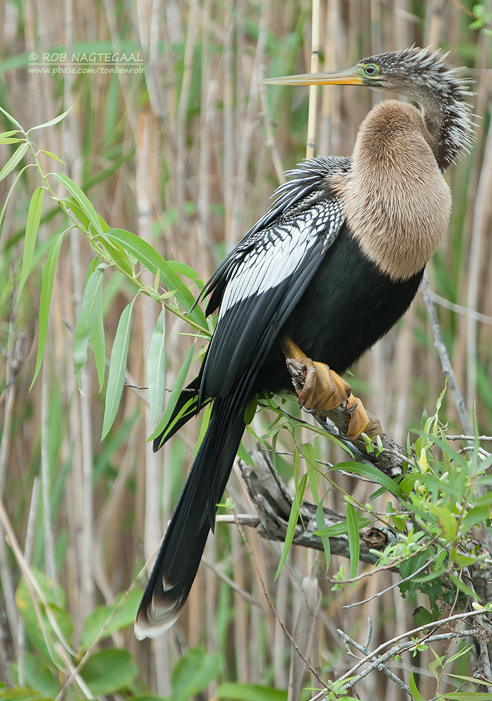 Amerikaanse Slangenhalsvogel - Anhinga - Anhinga anhinga