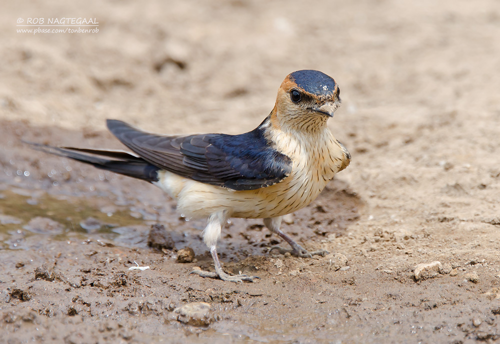 Roodstuitzwaluw - Red-rumped swallow - cecropis daurica