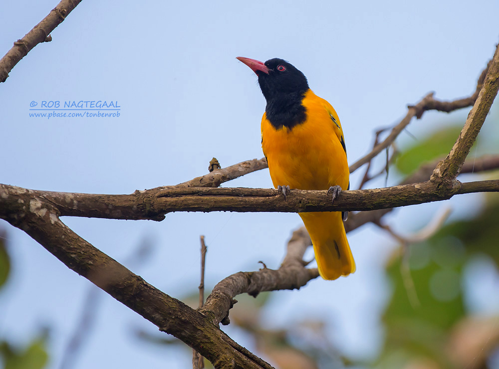 Zwartkop wielewaal - Black-hooded Oriole - Oriolus xanthornus