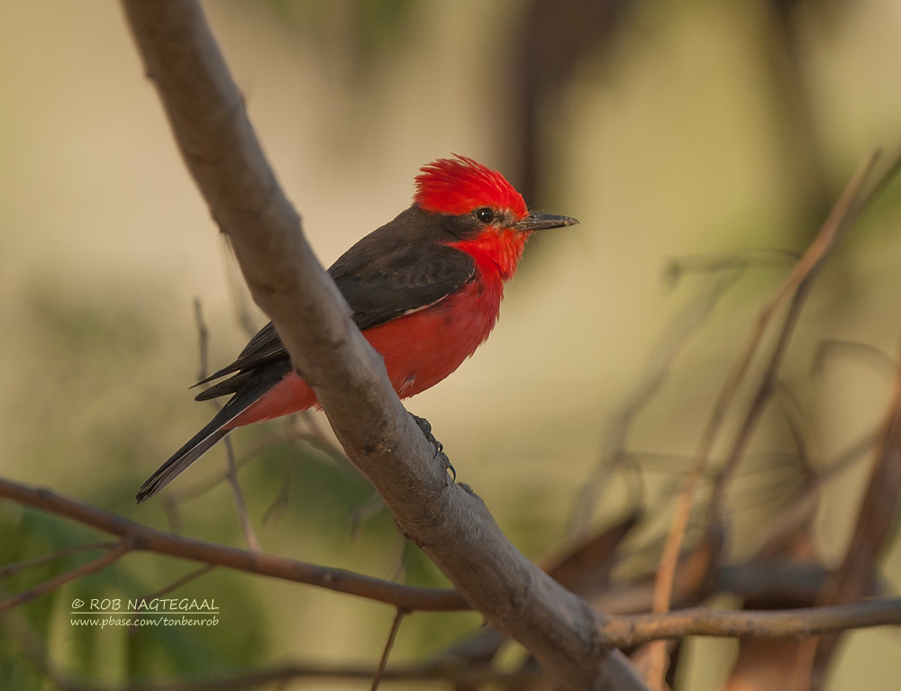 Rode Tiran - Vermilion Flycatcher - Pyrocephalus rubinus