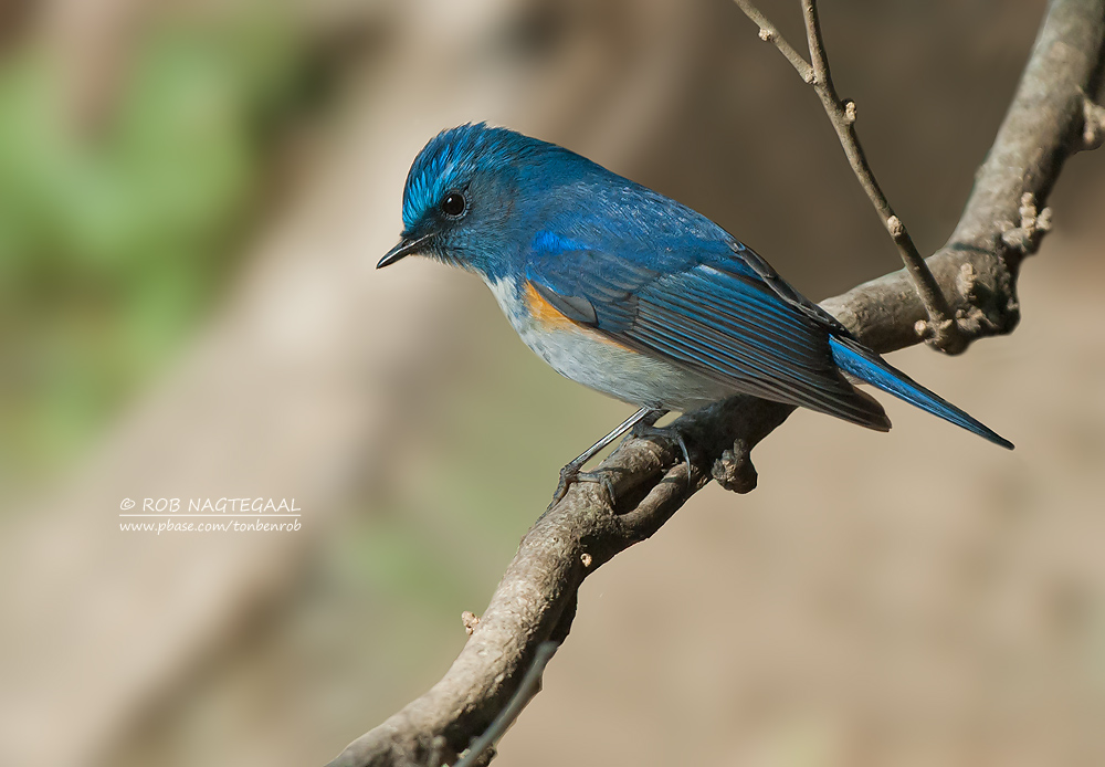 Himalayablauwstaart - Himalayan Bush-Robin - Tarsiger rufilata