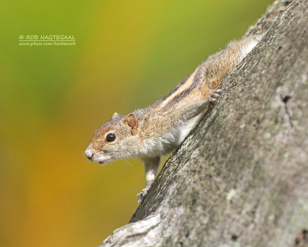 Indiase Palm Eekhoorn - Indian Palm Squirrel - Funambulus palmarum