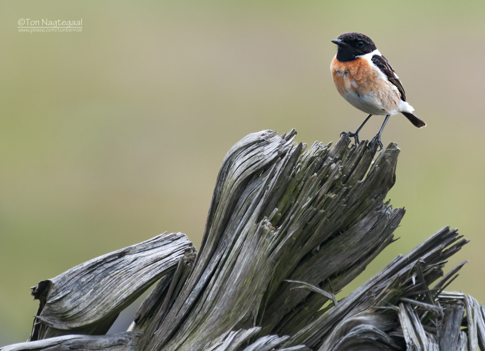 Roodborsttapuit - Stonechat - Saxicola rubicola