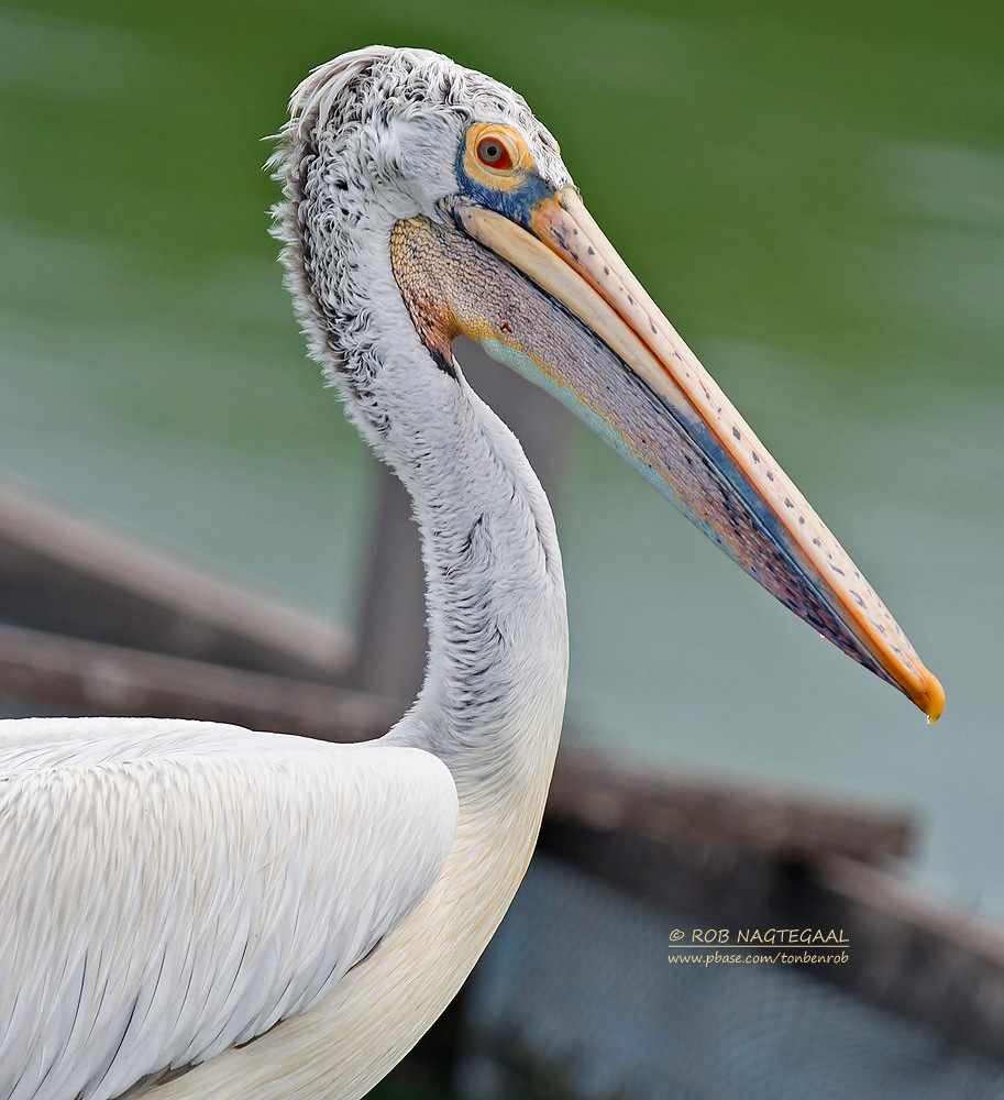 Grijze Pelikaan - Spot-billed Pelican - Pelecanus philippensis